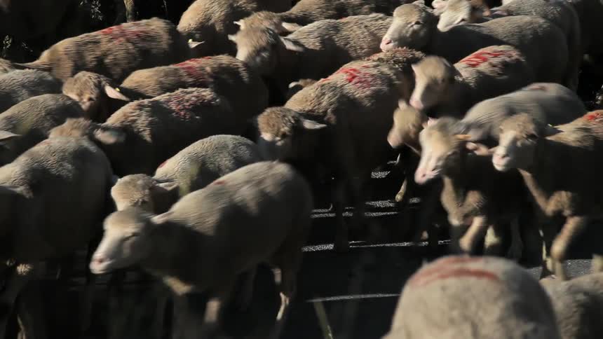 Flock of sheep with red paint on their backs are walking