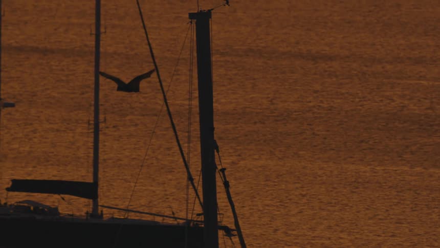 Bird flying above the ocean at dawn