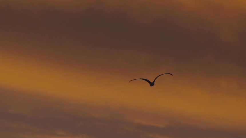 A silhouetted bat flies against a warm orange toned sky at dusk