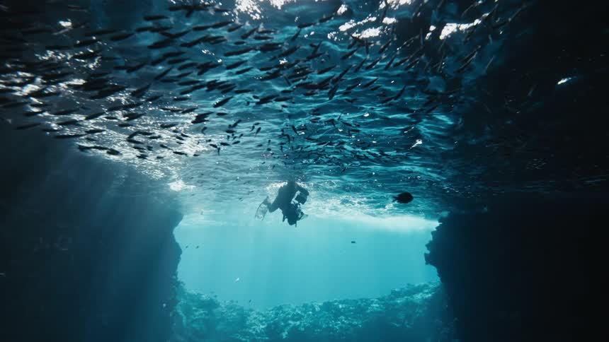 A person swimming underwater near a school of fish that are close to the surface