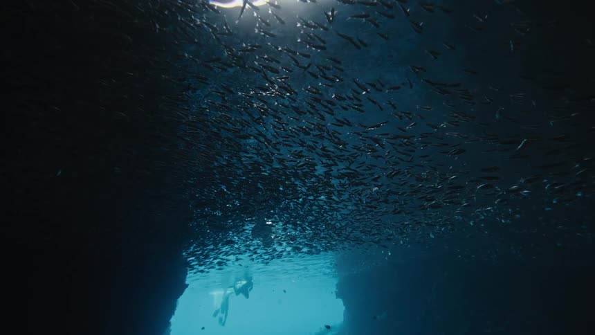 A large school of small fish are in the dark water