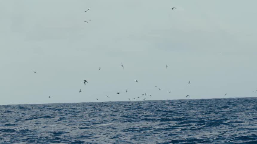 Above the surface of the ocean a flock of birds are flying