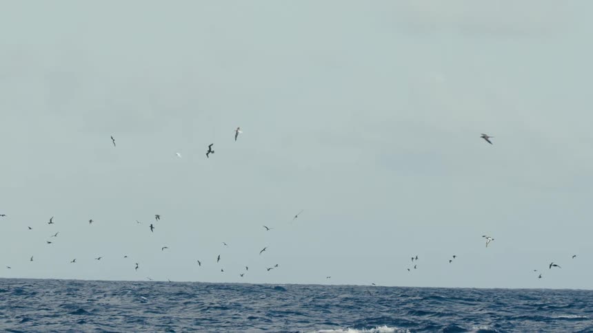 Birds fly over the ocean