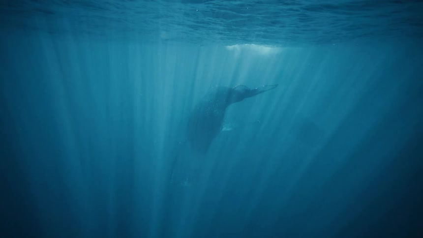 A whale is swimming close to the surface of the water