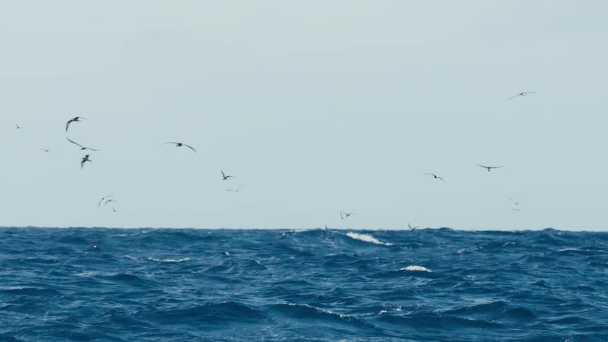Flock of birds flying above the ocean surface at midday