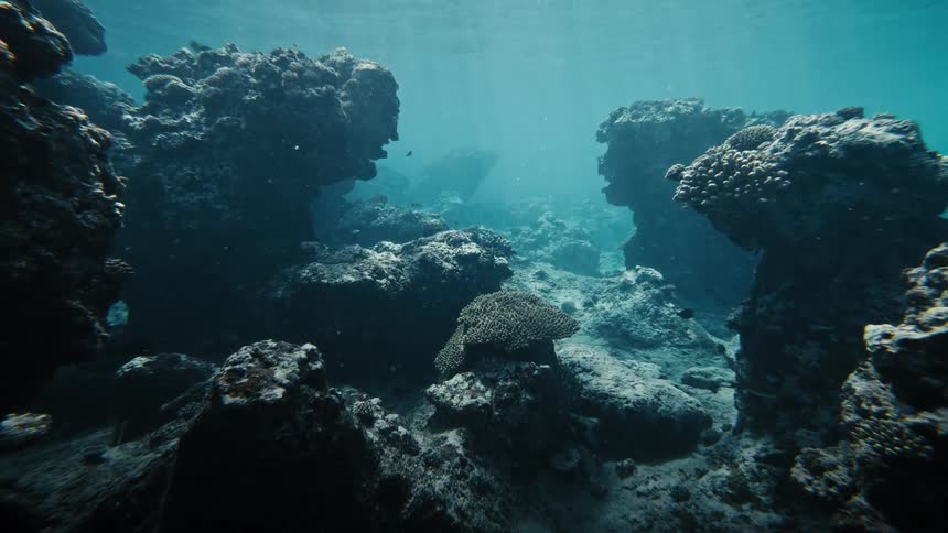 Fish swim around the coral at the bottom of the ocean