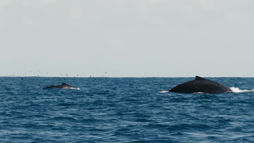 Two whales are swimming towards the surface of ocean water
