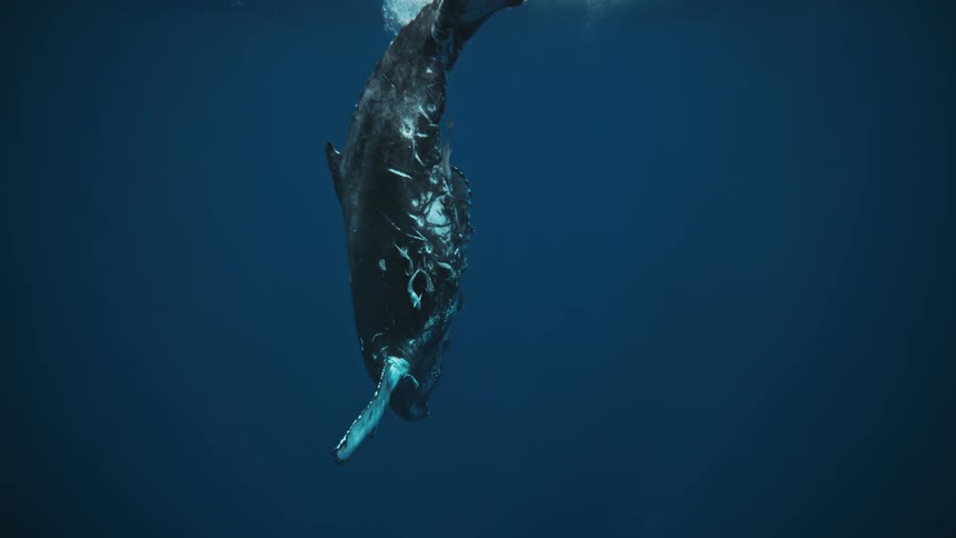 Humpback whale diving underwater in the ocean