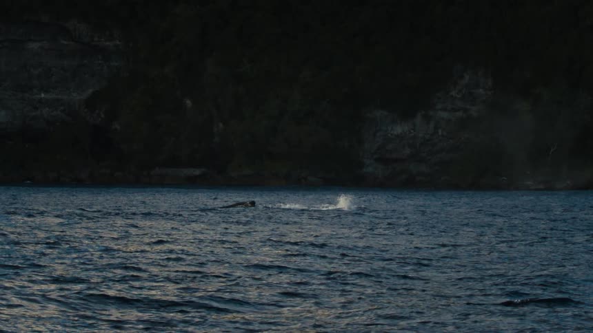 Whale on the surface of the ocean