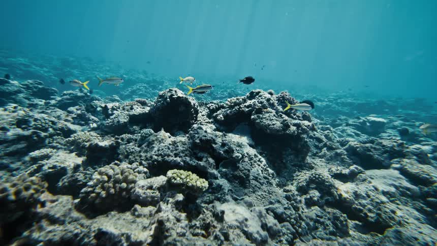 Sunlight streams through the water onto a rocky coralcovered seabed where several fish swim gracefully