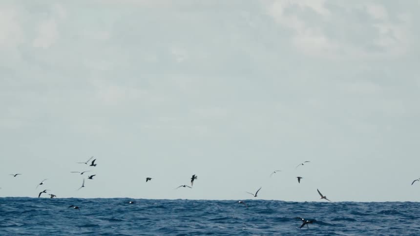 A flock of birds flies above a choppy sea under a cloudy sky