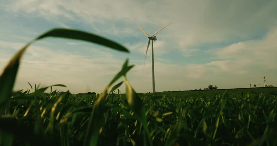 From a low vantage a gently swaying corn field stretches toward a tall wind turbine in the distance its blades slowly turning under a partly cloudy sky capturing a serene rural scene that highlights renewable energy