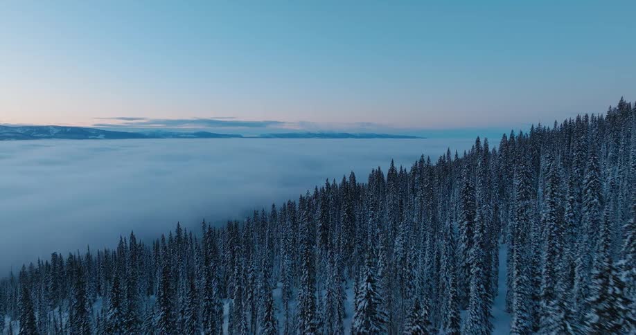 Snowy evergreen trees cover a hillside leading down to a cloud filled valley under a blue sky