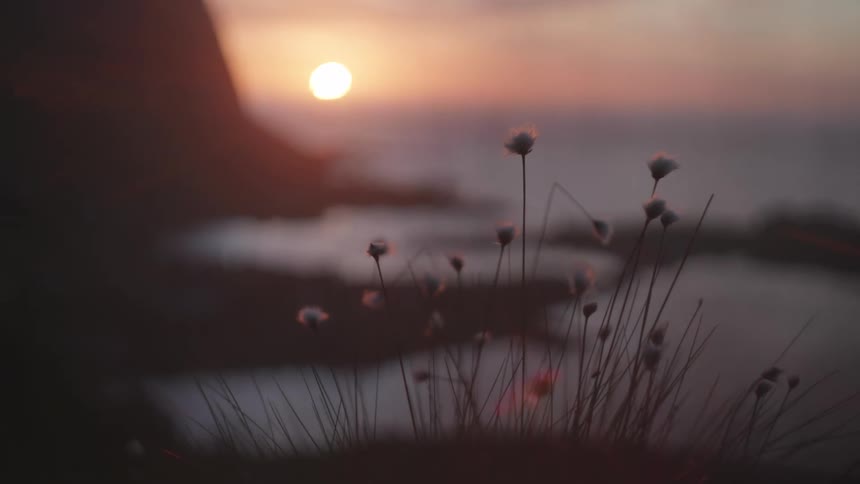 The scene transitions initially spotlighting delicate wildflowers swaying gently on a hillside overlooking a quiet ocean bay then gracefully blurring the foreground of flowers to bring into focus the tranquil expanse