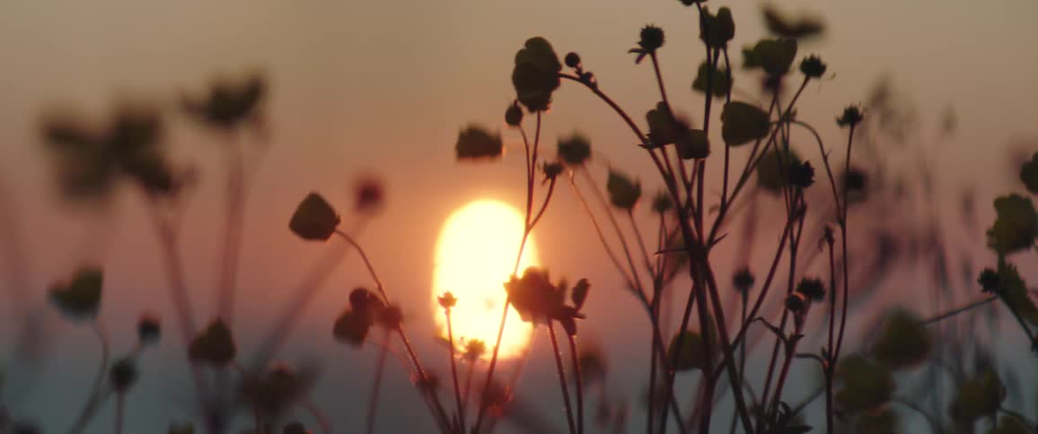 Under a soft orange glow delicate flowers bob in the wind with the sun dipping behind them creating silhouettes that sway gently in the warm evening light while the distant horizon remains softly blurred