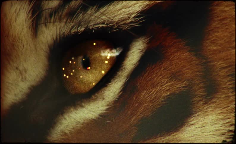 An extreme closeup showcases the captivating detail of a tigers eye as it slowy opens its surface mirroring a dance of luminous orange embers highlighting the raw essence and power of the big cat