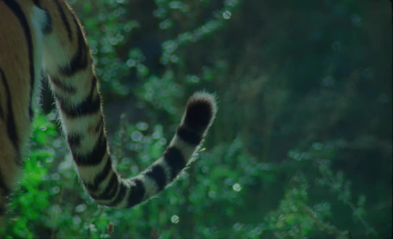 Tail of a tiger in the jungle