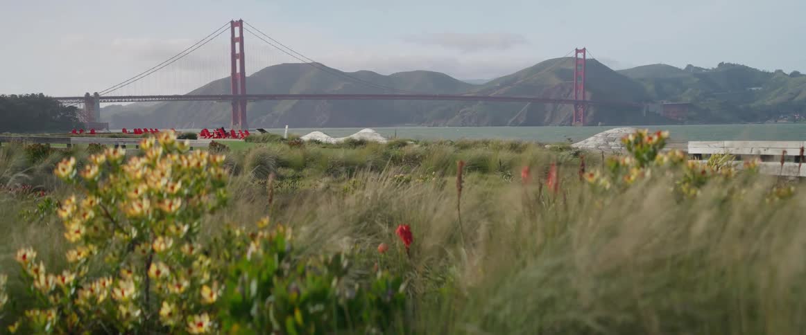 A distant complete view of the iconic golden gate bridge is seen across the bay framed by softly swaying grasses and colorful wildflowers creating a sense of depth in the forefront