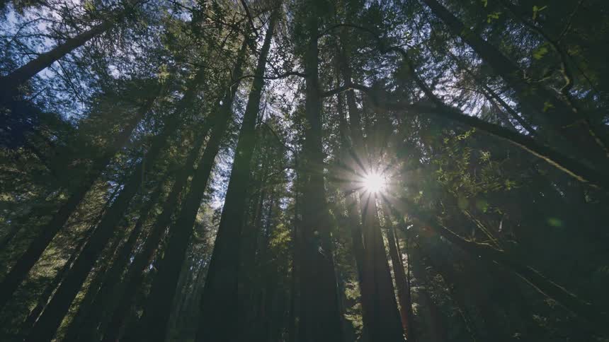 A footage of a forest