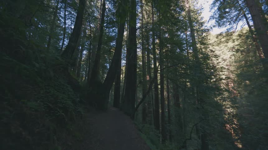 A path winds through a dense forest of tall trees with sunlight filtering through the canopy