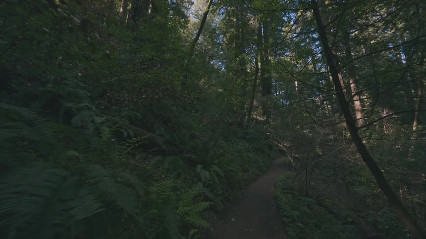 Walking down a forest path