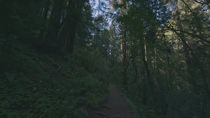 Trail in a dense forest