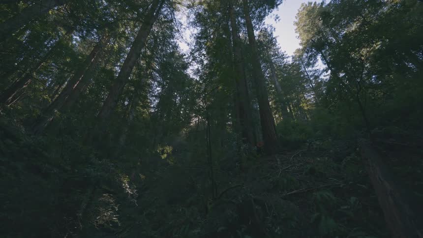 Upward view of tall trees in a forest