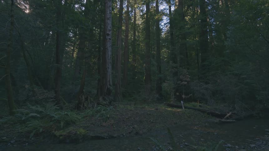 A lush forest of tall trees