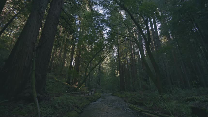 A path through the woods