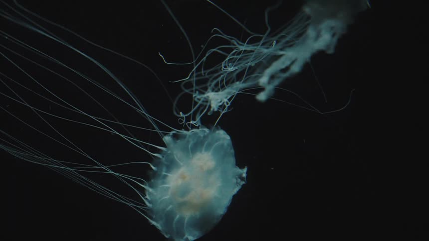 A couple blue jellyfish