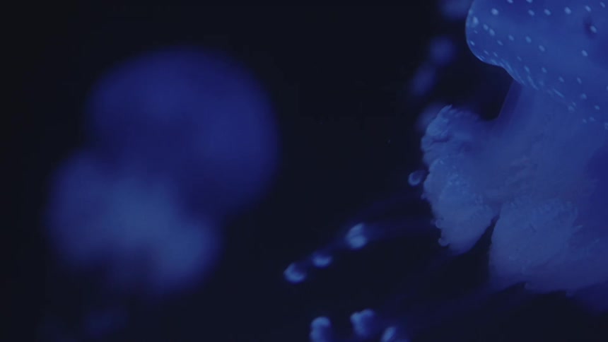 Yes this is a tight shot focusing closely on the jellyfish and their details