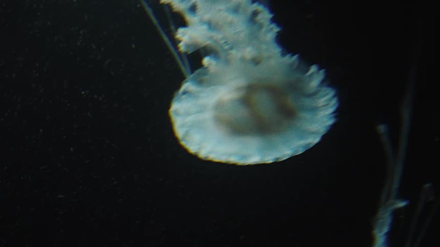 A jellyfish swims about