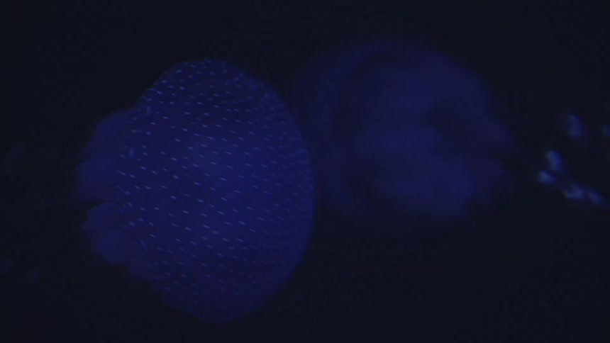 Translucent jellyfish with a mesmerizing display of bioluminescence and distinct dot patterns gracefully navigate the dark depths creating a captivating spectacle within waters