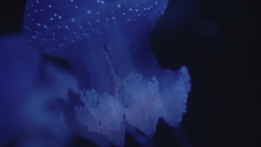 A footage of a blue glowing jellyfish
