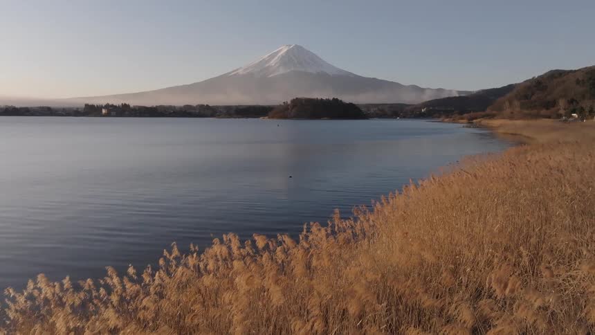 An aerial view looks over a lake with tall golden reeds in the foreground towards the majestic snowcapped peak of mount fuji in the distance