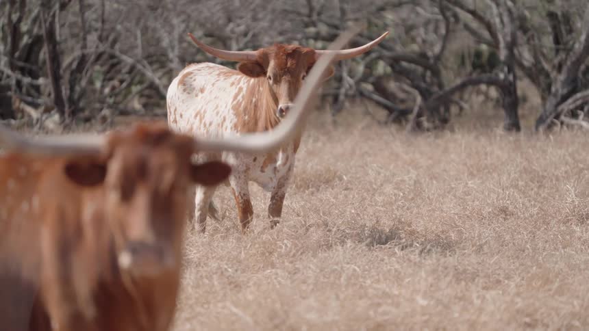 A texas longhorn bull with impressive horns stands in a field the focus shifting from the foreground animal to another in the background