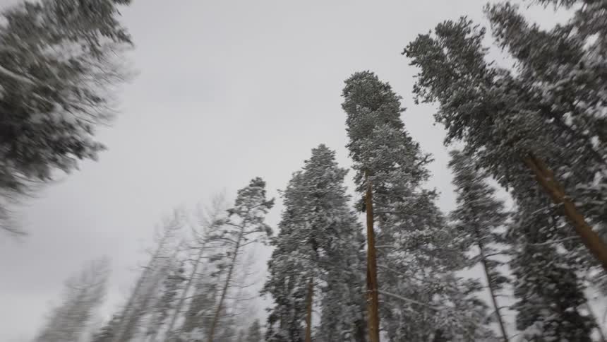 Looking up at tall pines