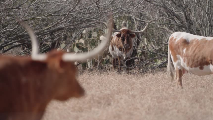 Several cows in a field
