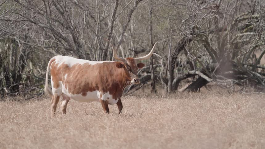 A texas longhorn distinguished by its iconic lengthy horns is calmly looking around within a sizable dry field under a muted winter sky