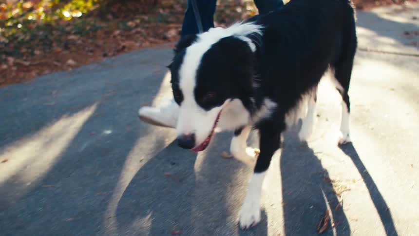A footageof a person walking a dog