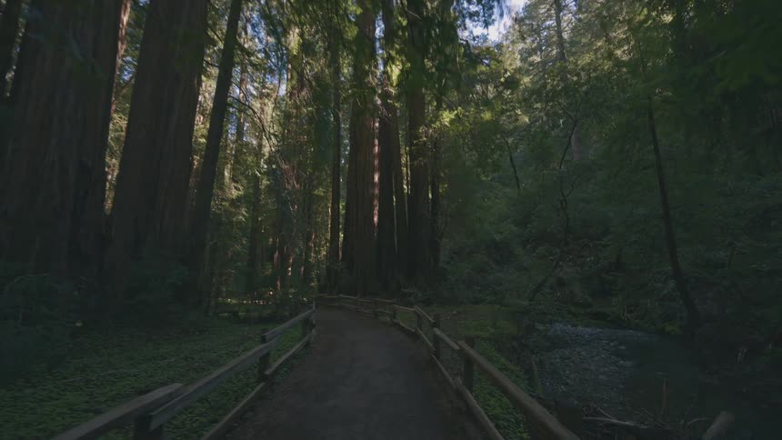 A wooden path through a forest leads to a river