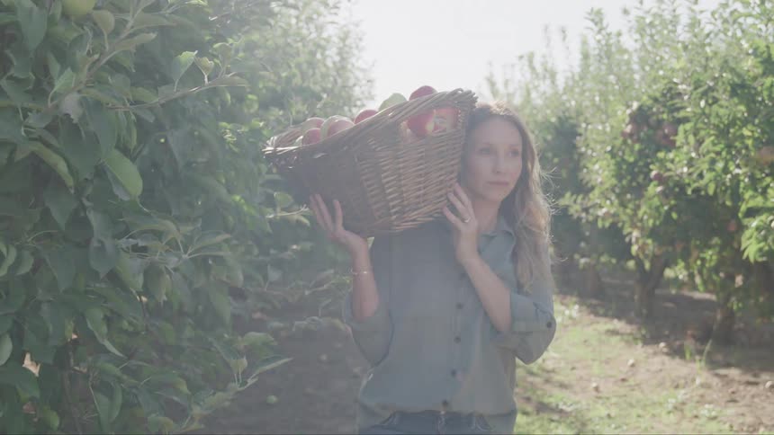 Woman carries a basket of fruit while walking along an aisle between trees in an orchard on a sunny day