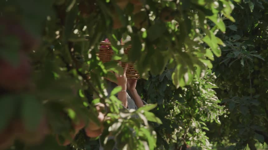 A footage of a person carrying a basket of harvest