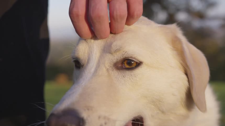 A man is petting his white dog