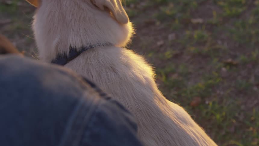 A man sits and pets his dog on the grass