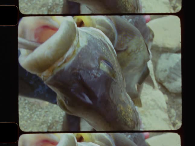 The person is holding a cable with three fish attached to it by their mouths