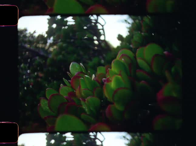 A variety of plants and bushes are near a building