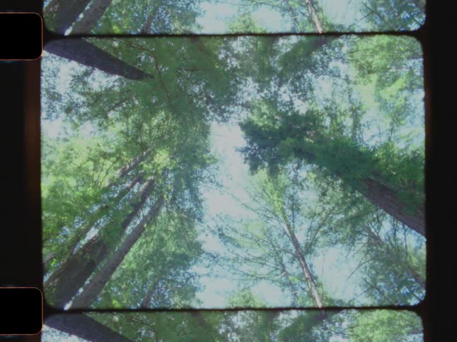 Looking up at a tree canopy