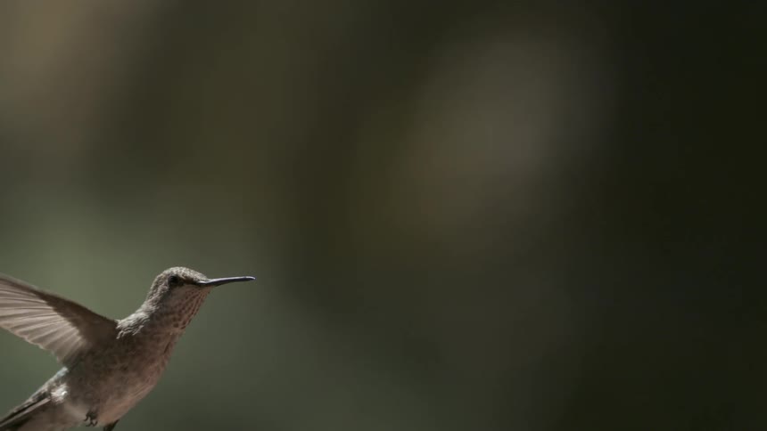 A bird flying in the air