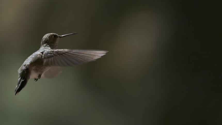 A bird flies in the air